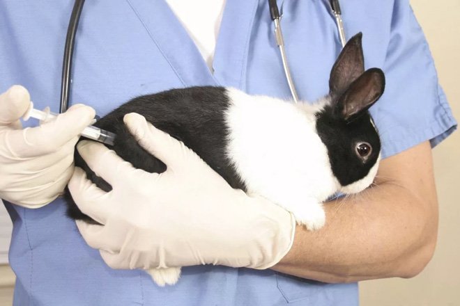 Риніт у кроликів: лікування і симптоми нежитю