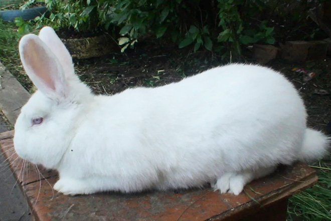 Кролики мясних порід: опис, розведення, фото