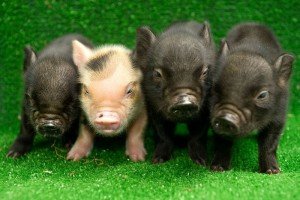 Походження свиней від диких кабанів до сучасних порід