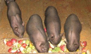 Як розводити свиней в домашньому господарстві і як розрахувати їх масу без ваг?