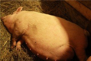 Опорос свиней: підготовка інструментів і приміщення, допомогу при пологах