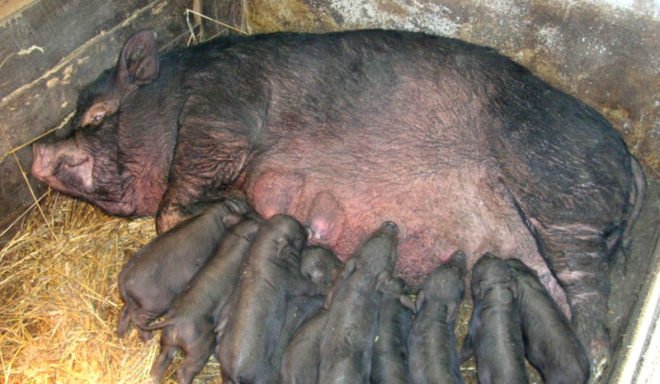 Корейські свині: розведення, догляд, харчування