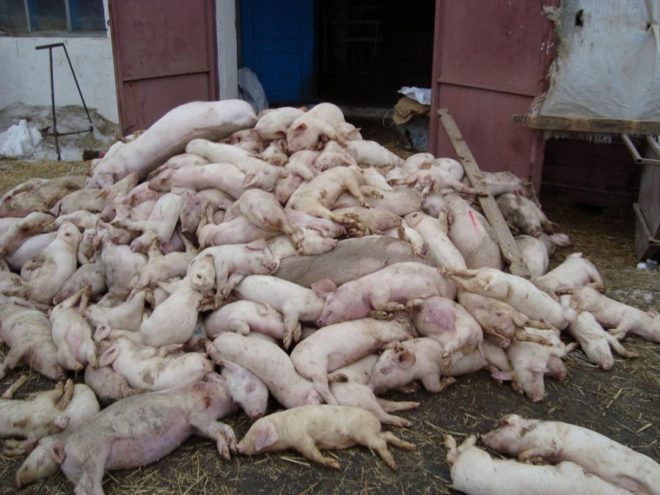 Африканська чума свиней: симптоми, як передається, фото