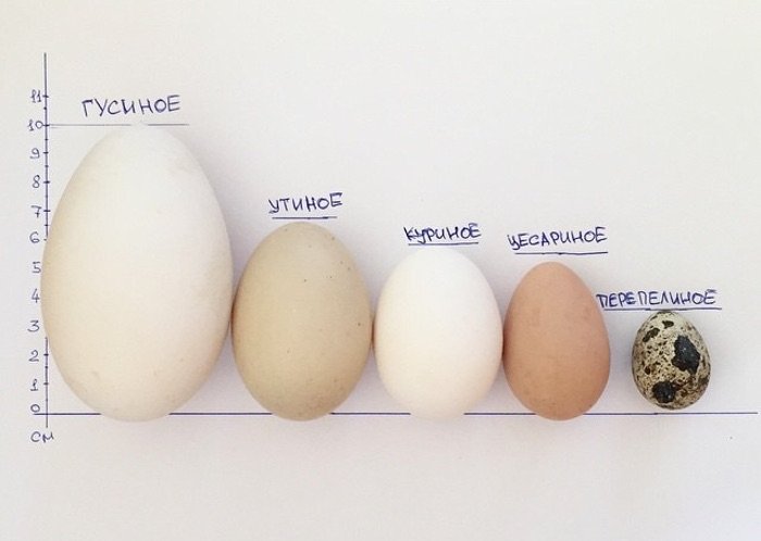 Яйця цесарки: користь і шкода, опис та фото