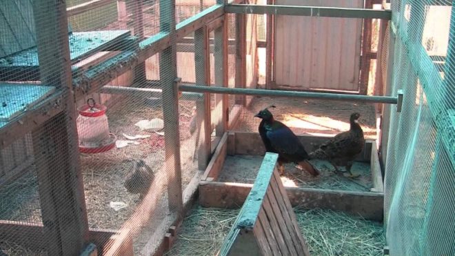 Розведення фазанів у домашніх умовах, як бізнес на фермі