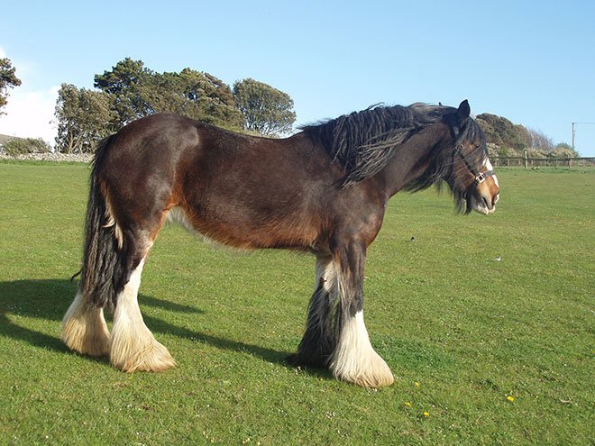 Порода коней Шайр: опис, характеристики і фото