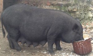Правильний відгодівлю свиней в домашніх умовах і можливі проблеми