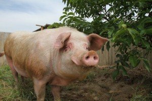 Важливі факти про свиноматках   скільки днів гуляется свиня?