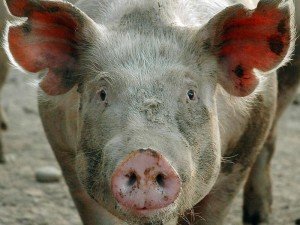 Африканська чума свиней: симптоматика, діагностика і профілактика