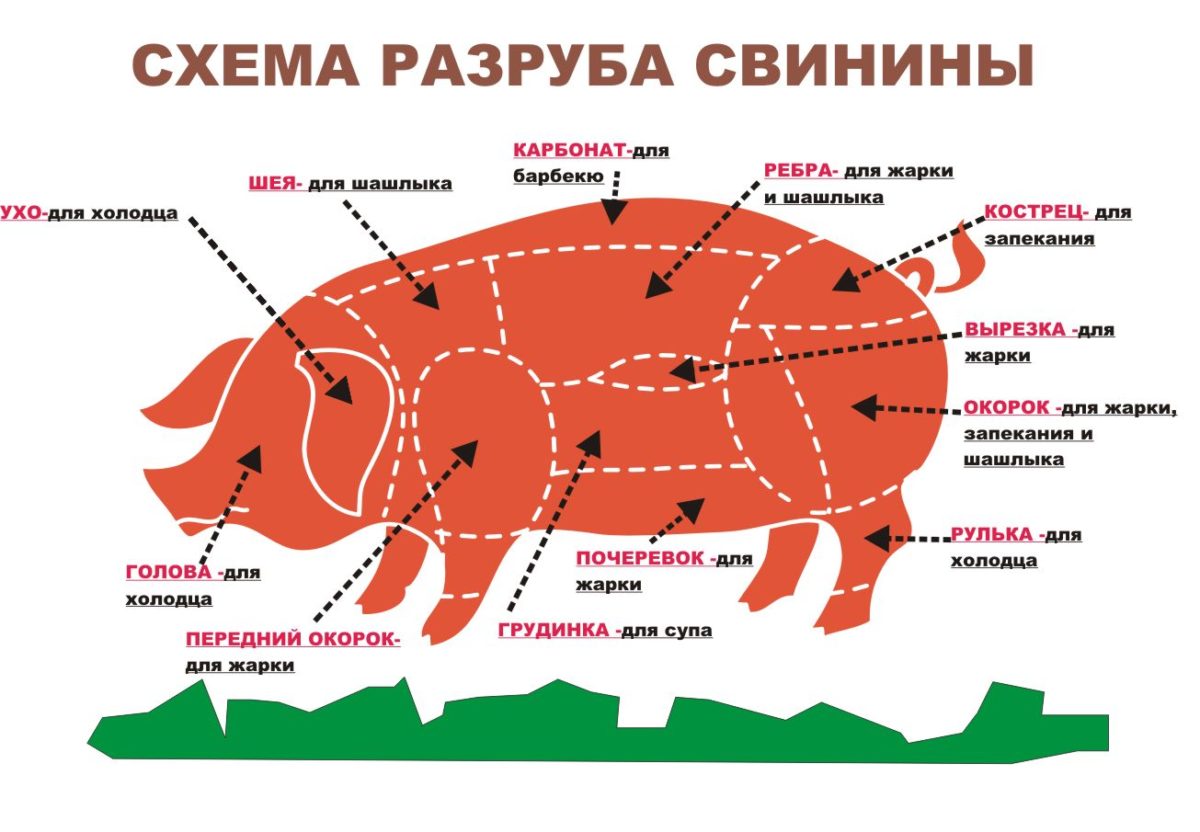 Як зарізати свиню правильно: технологія, обладнання, поради