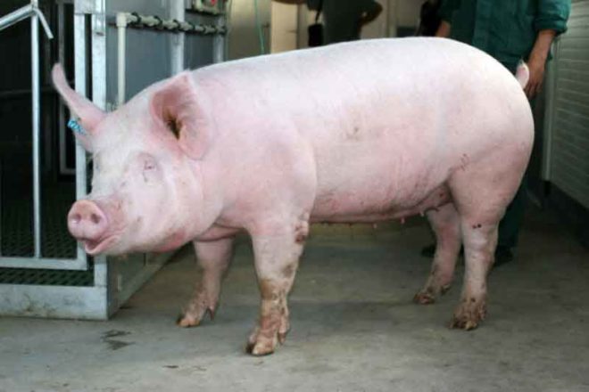 Скільки корму потрібно свині для відгодовування: норми, розрахунок, таблиця
