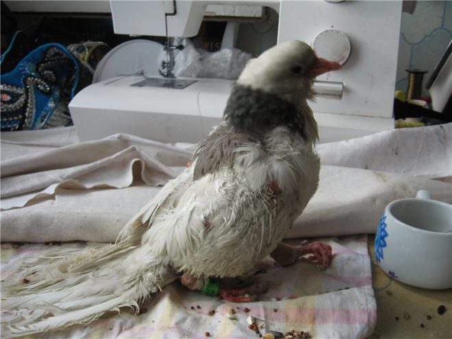 Які хвороби переносять голуби і чи небезпечні вони для людини