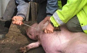 Модульна бійня свиней і щипці для оглушення тварин