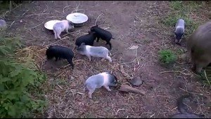 Вєтнамські свині: ціна на поросят і заводчиків відгуки