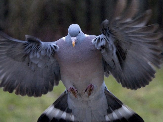 Як відрізнити голуба від голубки: кращі способи