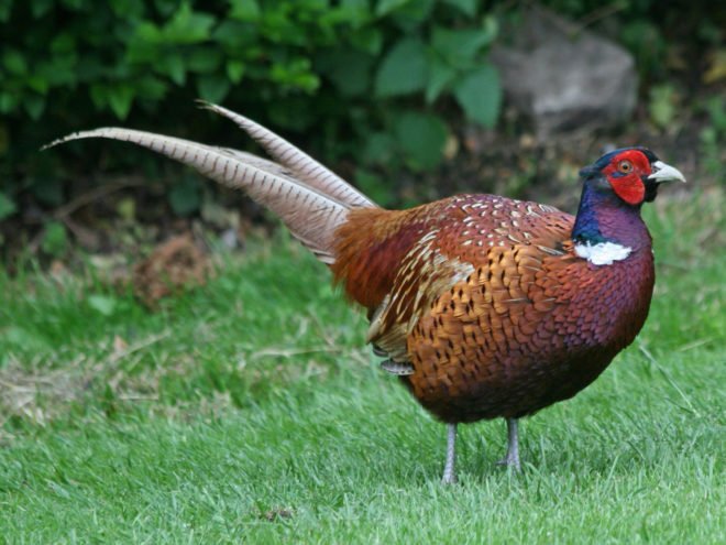 Звичайний фазан та інші підвиди породи: опис, фото