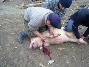 Як обробити свиню: етапи та рекомендації фахівців