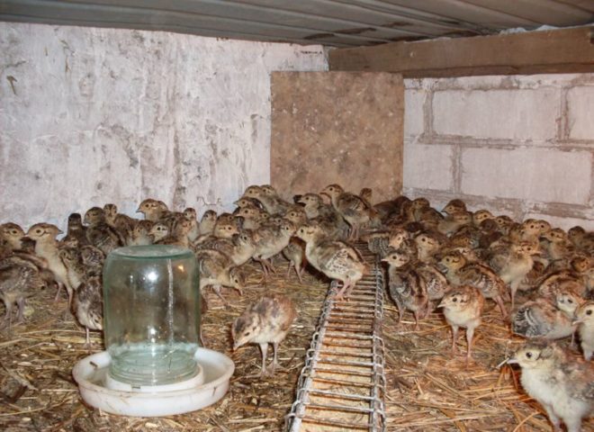 Розведення фазанів у домашніх умовах, як бізнес на фермі