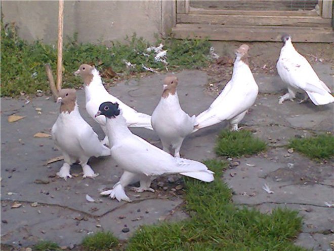 Іранські голуби: бойные, головатые, щекатые підвиди породи