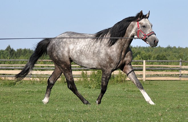 Терська порода коней: опис, характеристика, фото