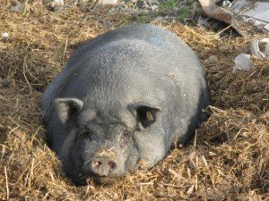 Набирає популярність породи Вєтнамська вислобрюха свиня