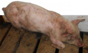 Гемофилез свиней: встановлення діагнозу, профілактика і лікування