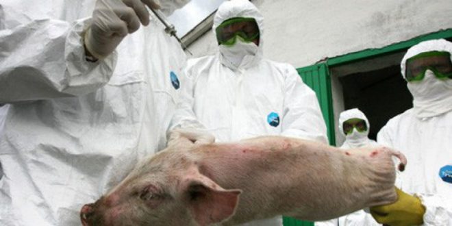 Пастерельоз свиней: симптоми і лікування хвороби, вакцини
