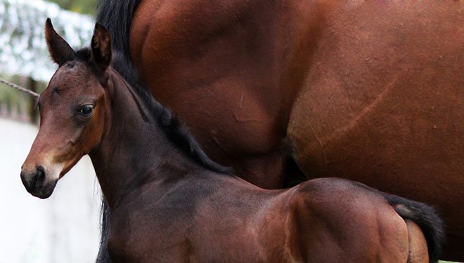 Англійська чистокровна верхова кінь: опис породи і фото