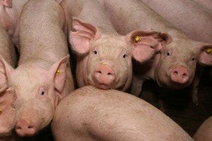 Що їсть свиня і за якою технологією і системі її годувати?