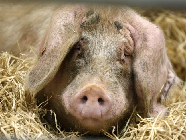 Чому поросята або свині кашляють: причини, лікування