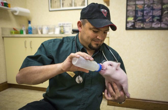 Запор у свиней: симптоми і лікування, перша допомога