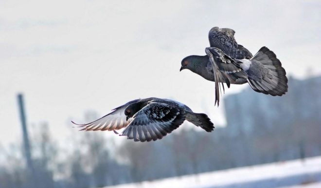 Поштові голуби (спортивні): опис, як знають куди летіти, фото