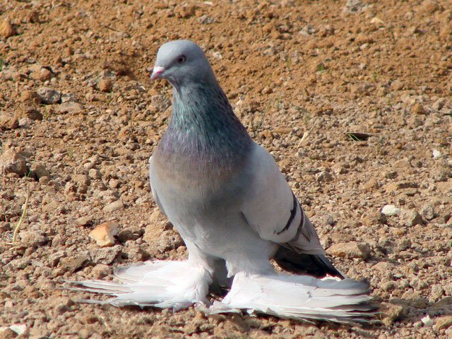 Голуби Агараны (туркменські): опис, фото породи