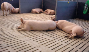 Методи вирощування і утримання свиней у великих господарствах