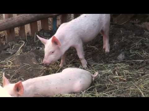 Все про свинарстві: вирощування поросят і поширені захворювання свиней