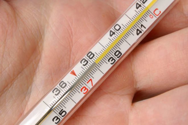Нормальна температура тіла тхора і як її виміряти