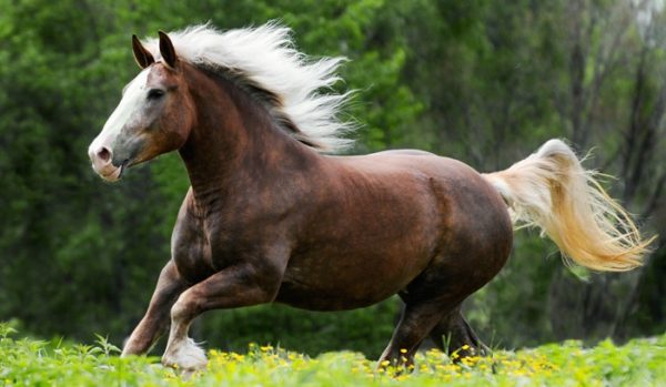 Породи коней ваговозів: опис, вага, зміст і фото