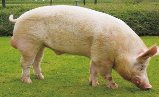 Порода свиней Йоркшир: характеристика, опис, фото