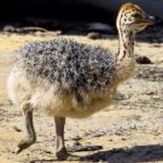 Африканський страус: опис птиці, місце проживання, розмноження та фото