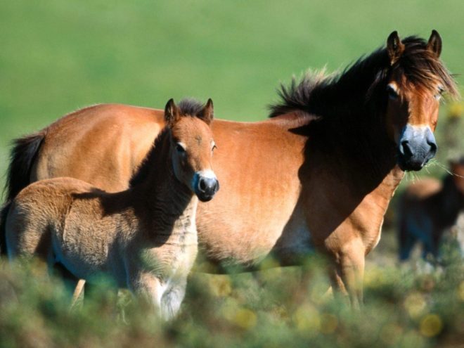 Парування коней: як відбувається злучка і полювання у кобил
