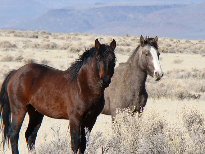 Мустанги: дикі коні, опис, характеристики і фото