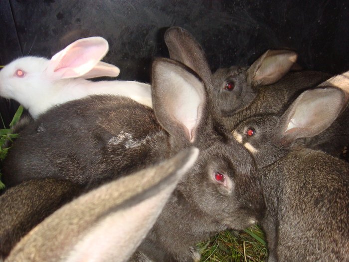 Породи кроликів: з назвами і описом, види, фото