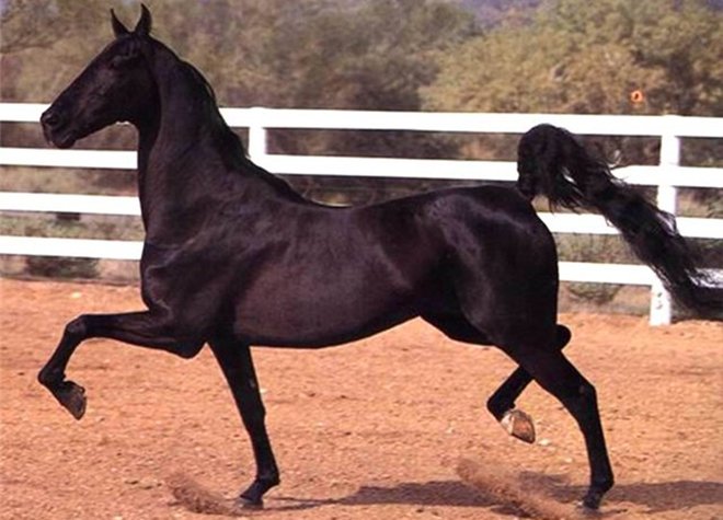 Кінь іноходець: опис порід, фото і особливості