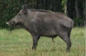 Походження свиней від диких кабанів до сучасних порід