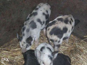Порода свиней Кармалы та необхідні умови для їх утримання