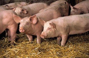 Все про свинарстві: вирощування поросят і поширені захворювання свиней