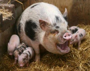 В якому віці свиня починає гуляти: терміни злучки
