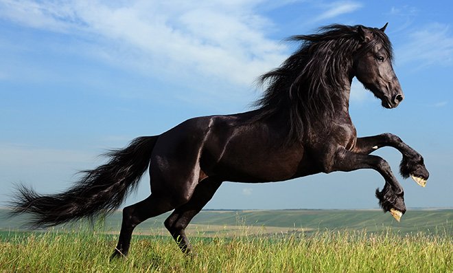 Найшвидша кінь у світі   яка це порода і досягається швидкість