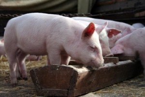 Правильне годування свиней: вибір типу і режиму