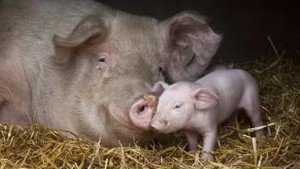 Як проводиться забій свиней і яку кількість продукту придатне для вживання?